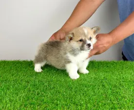 Zuro - Welsh Corgi Pembroke Angebotener Welpe