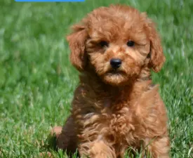 Oscar - Goldendoodle eladó kiskutya