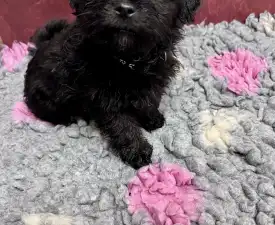 Alexei - Bolończyk kolorowy Szczenię na sprzedaż