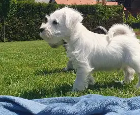 Gabriel - Törpe schnauzer eladó kiskutya