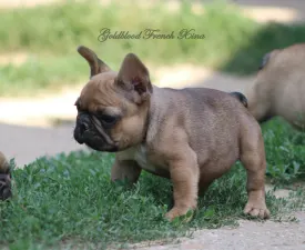 Xina - French Bulldog Puppy for sale