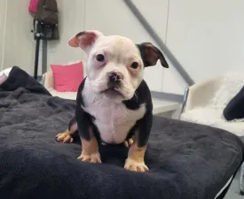 Yoker - American Bully - Pocket Puppy for sale