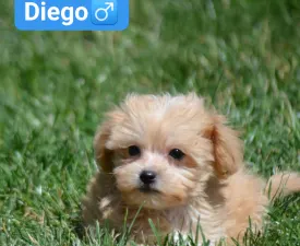 Diego - Maltipoo eladó kiskutya