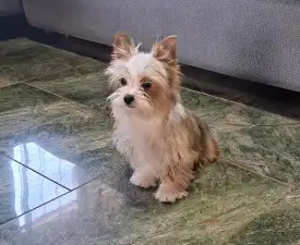 Dexter - Biewer Terrier Puppy for sale