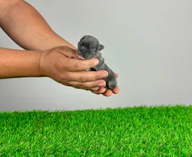 Jubileum - Chihuahua Puppy for sale