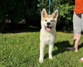 Hachiko Yanagi No Tani - Akita Cucciolo in vendita