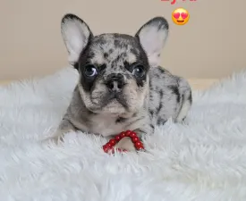 Zyva - French Bulldog Puppy for sale