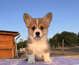 Charlotte - Pembroke Welsh Corgi eladó kiskutya