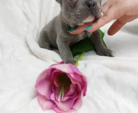 Lola  - French Bulldog Puppy for sale