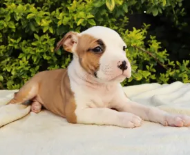 Gossip Girl Of Silence Warrior - Staffordshire Terrier américain Chiot à vendre