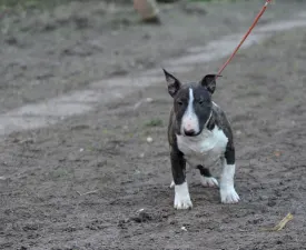 Atlasz - Miniatűr bullterrier eladó kiskutya