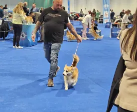 Andvol Pifagor - Welsh corgi pembroke Szczenię na sprzedaż