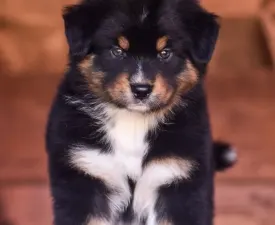 Winstead Top Flight Legacy - Australian Shepherd Angebotener Welpe