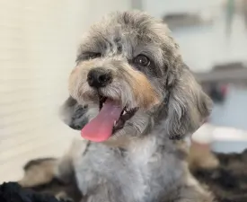 Dexter - Poodle Miniature Puppy for sale