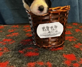 Generico  - Border Collie eladó kiskutya