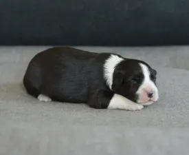 Remiel - Border collie Szczenię na sprzedaż