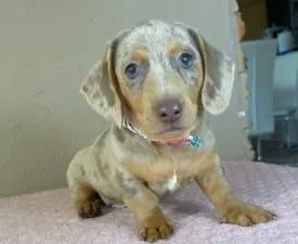 Lucas - Dachshund Puppy for sale