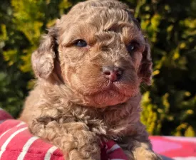 Chocapic - Cavapoo Puppy for sale