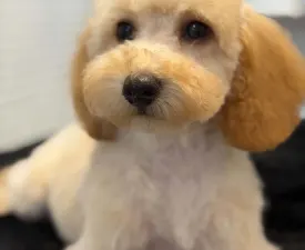 Chiara - Poodle Miniature Puppy for sale