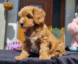 Teddy - Cavapoo eladó kiskutya