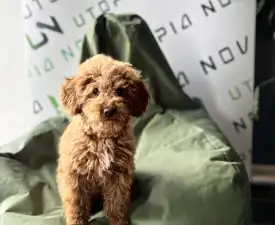 Teodor - Poodle Miniature Puppy for sale