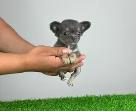 Questa - Chihuahua Puppy for sale