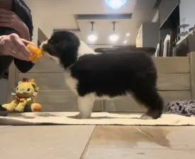 Budnat Aussies Designed2 Drewberry Sweetness "drew" - Australian Shepherd Puppy for sale