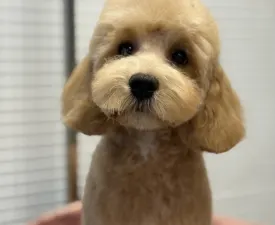 Haevy - Cavapoo eladó kiskutya