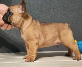 E. T. - French Bulldog Puppy for sale