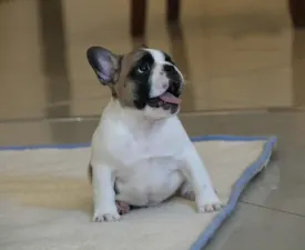 Freddy - French Bulldog Puppy for sale