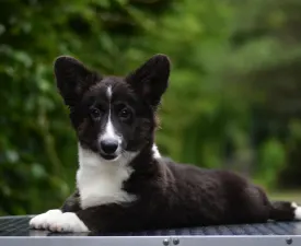 Kirunavara Mendenhall  - Cardigan welsh corgi eladó kiskutya