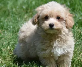 Baez - Maltipoo eladó kiskutya