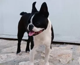 Khalessi Angelus Domini  - Boston Terrier Puppy for sale