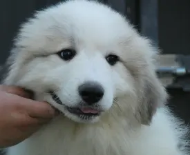 Candybelldream El Bundy - Pyrenean Mountain Dog Puppy for sale