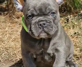 Sky  - French Bulldog Puppy for sale