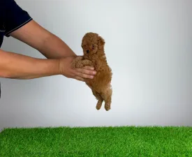 Fluffy - Toy Pudel Angebotener Welpe