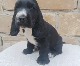 Denisz  - Cocker spaniel inglese Cucciolo in vendita