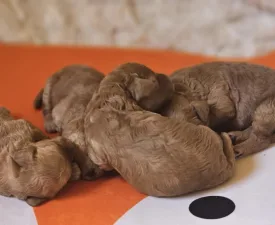 N3 Of Your Sweetest Dream - Közép uszkár eladó kiskutya