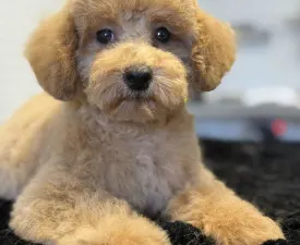 Unico - Poodle Miniature Puppy for sale
