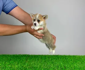 Paws - Pembroke Welsh Corgi eladó kiskutya