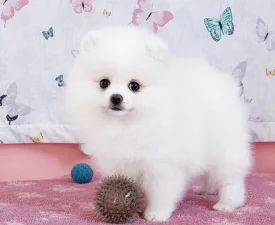 Dior - German Pomeranian Spitz Puppy for sale