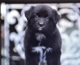 Winstead Take My Breath Away - Australian Shepherd Angebotener Welpe