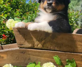 Blackberry - Australian Shepherd Cucciolo in vendita