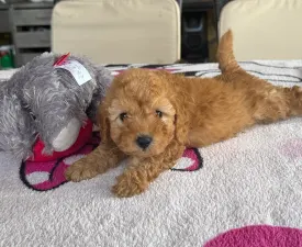 Milla - Poodle Miniature Puppy for sale