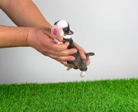 Benivaro - Australian Shepherd Puppy for sale