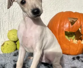 Elfi - Italienisches Windspiel Angebotener Welpe