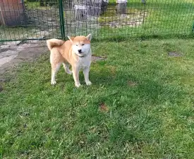 Beauty Of The East Aiko - Shiba eladó kiskutya