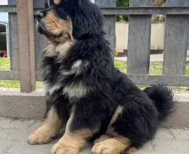 Menyhért  - Tibetan Mastiff Puppy for sale