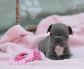 Monique - Francuski buldog Štenci na prodaju