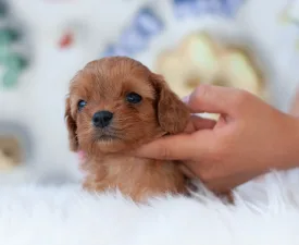 Lady - Cavapoo Puppy for sale